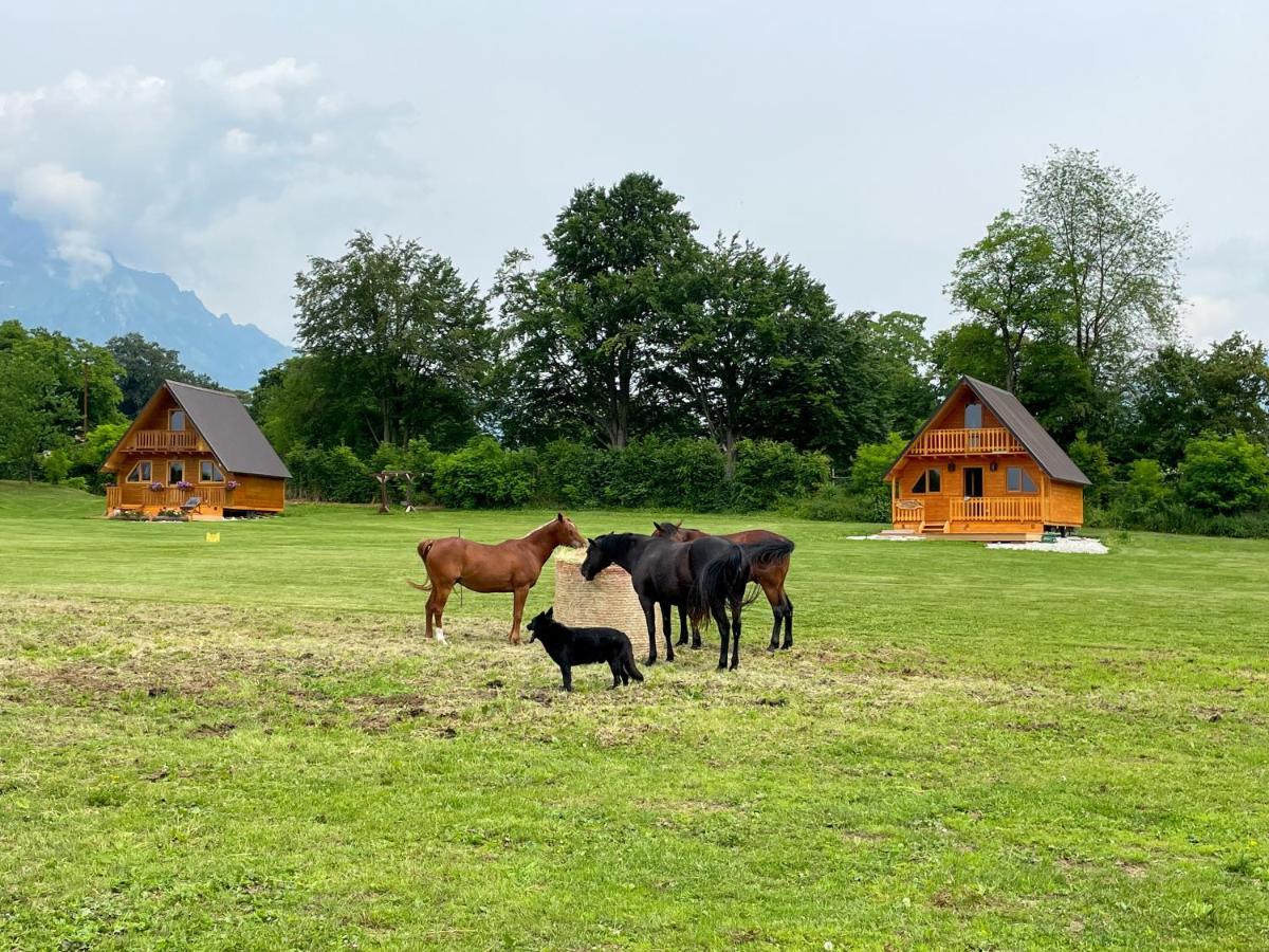 Agri Camp Dolomiti Διαμέρισμα Μπελούνο Εξωτερικό φωτογραφία